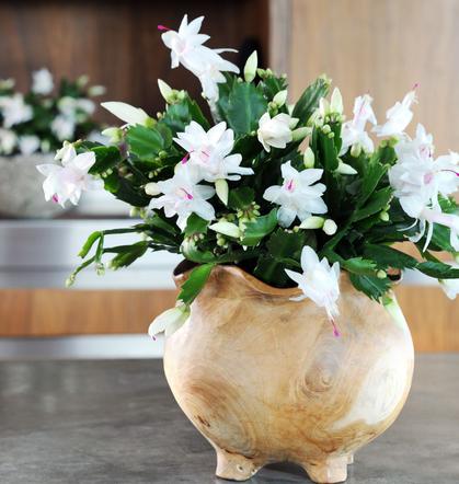 Grudnik (Schlumbergera)