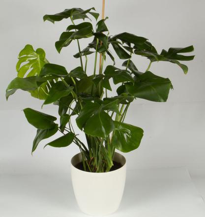 Monstera