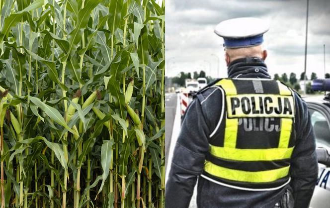 Szklarnia: Wybiegł z auta na pole kukurydzy. 34-latek był poszukiwany
