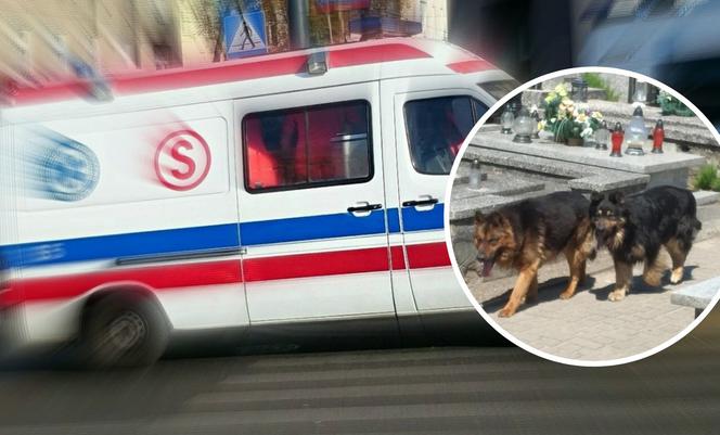 Żychlin. Psy zaatakowały na cmentarzu trzy osoby. Poważnie pogryzły starszego mężczyznę