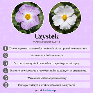 CZYSTEK (zioło) - właściwości lecznicze i zastosowanie