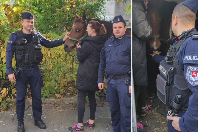 Wakara galopowała przez centrum Lublina! Ludzie byli w szoku