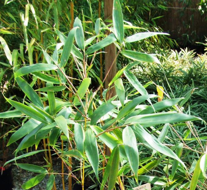 Fargesia olbrzymia ‘Wolong’