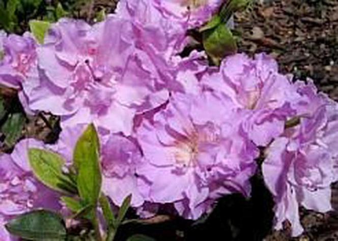 Azalia japońska 'Elsie Lee'