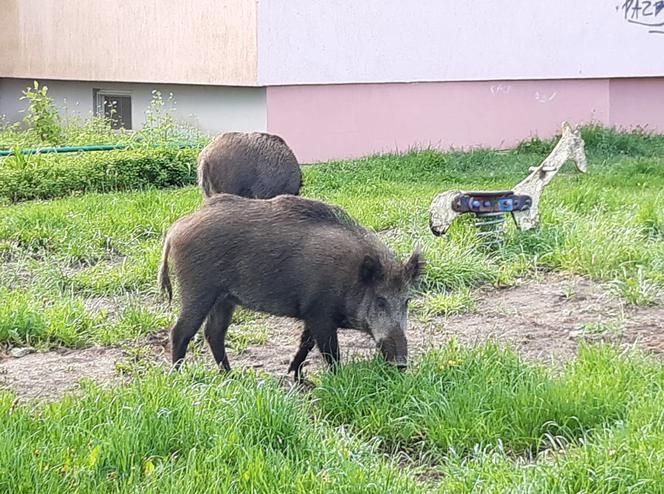 Dziki w Olsztynie
