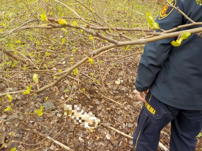 Strażnicy miejscy dokonali makabrycznego odkrycia