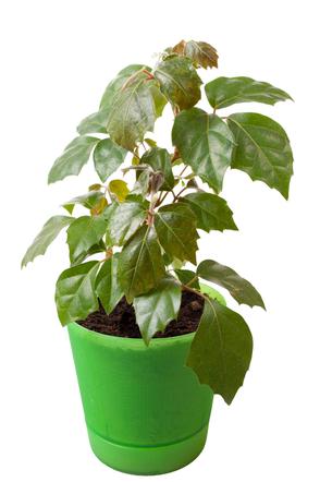 Cissus