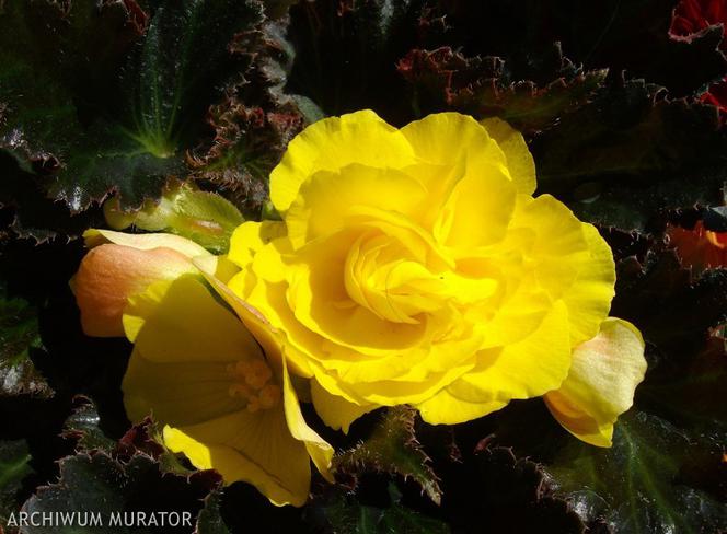 begonia-bulwiasta