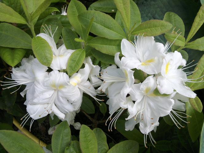 Azalia wielkokwiatowa 'Persil'