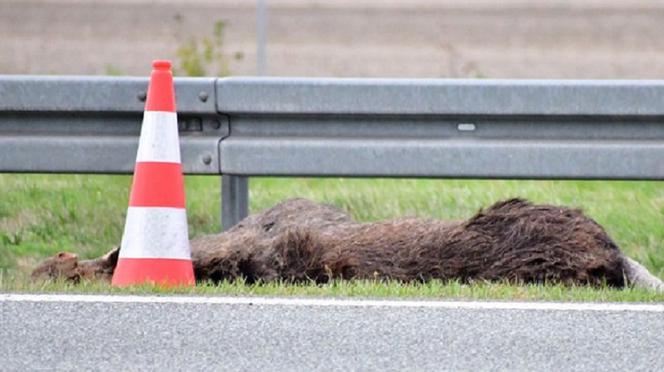 Łoś na autostradzie A1