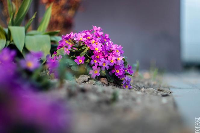 Toruń. Prognoza pogody nie zostawia złudzeń. Będzie znacznie chłodniej