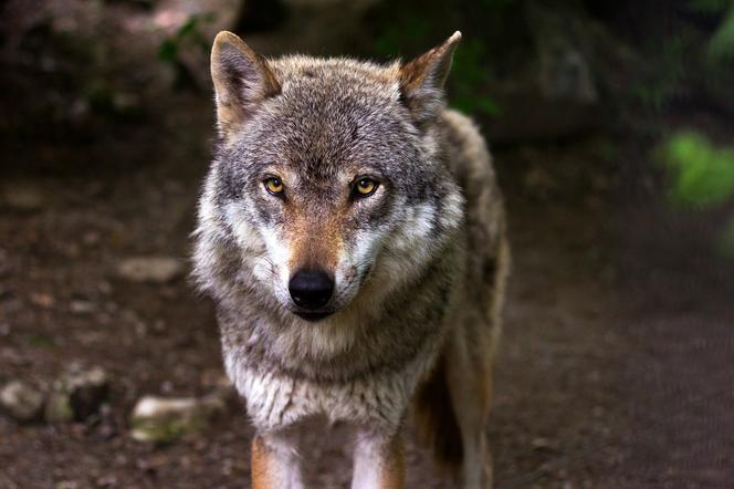 WILKI sieją postrach! Nie puszczajcie w lasach psów luzem. To może się źle skończyć