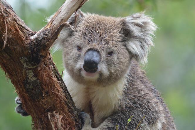 Koala.