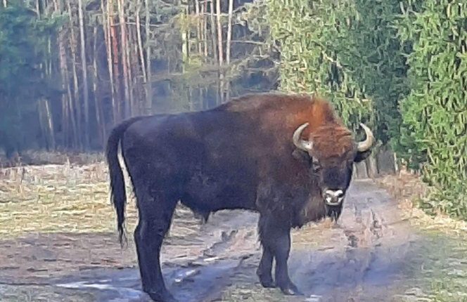 Niecodzienny gość w lesie koło Poznania. Pierwszy raz w historii