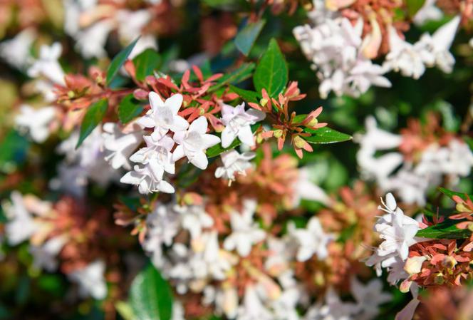 Abelia wielkokwiatowa