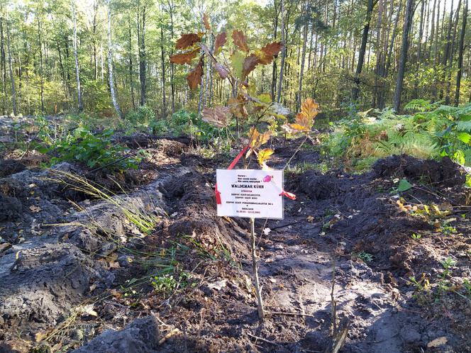 Jeden z zasadzonych dębów społeczność szkolna poświęciła zmarłemu dyrektorowi Waldemarowi Kuhnowi