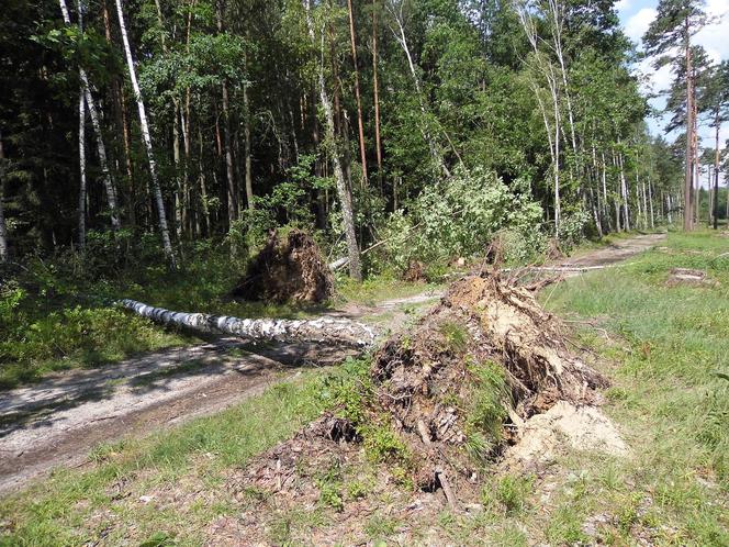Alert IMGW. Uwaga na silny wiatr! Zagrożone całe Podkarpackie