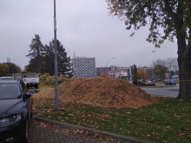 Deweloper wyciął drzewa przy ul. Dominikańskiej w Rzeszowie. Ratusz nakłada karę