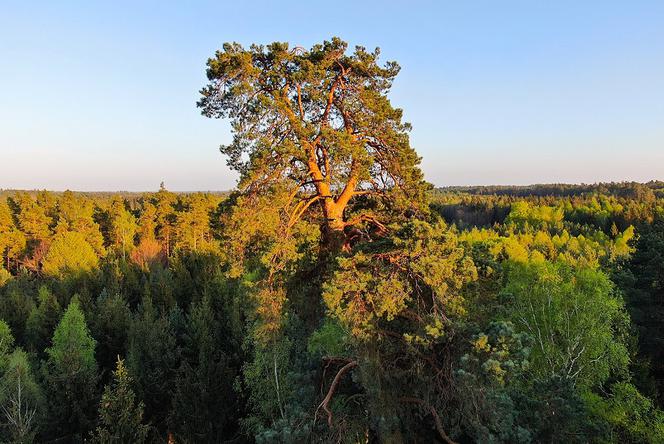 Gruba Kaśka
