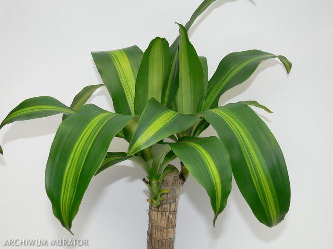 dracena-wonna-massangeana