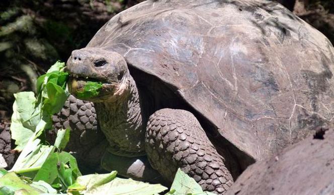 Na Galapagos