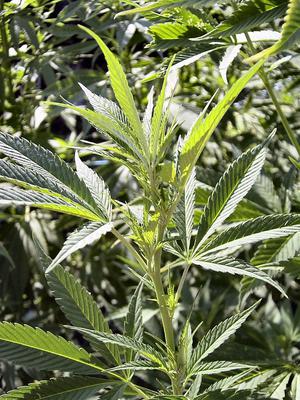 Z magazynu policyjnego zniknęła marihuana. Tłumaczenie policjantów jest bezcenne