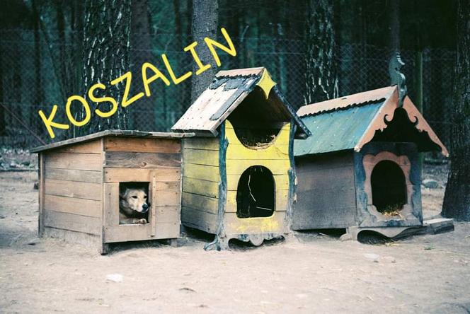 Pomoc w pierwszej kolejności trafi do fundacji pomagającym bezdomnym i chorym psom i kotom