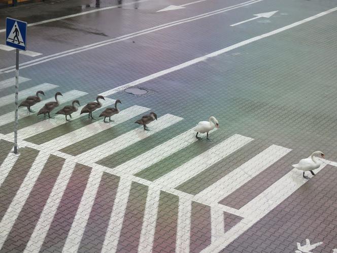 Łabędzie opuściły staw MPWiK i ruszyły w świat