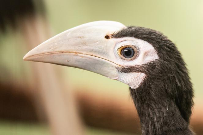 We wrocławskim zoo na świat przyszły trzy dzioborożce
