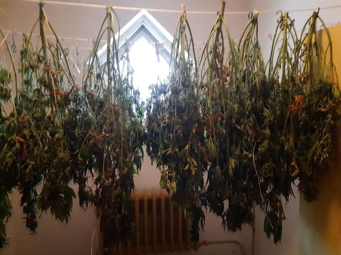 Plantacja konopi indyjskich zlikwidowana. Sukces funkcjonariuszy ze Świecia i Grudziądza