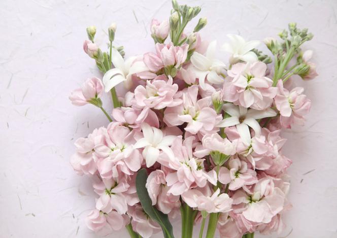 Lewkonia letnia