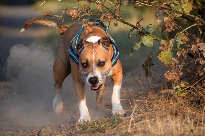 Horror pod Kielcami! Agresywny amstaff ugryzł młodą kobietę w twarz! Trafiła na SOR!