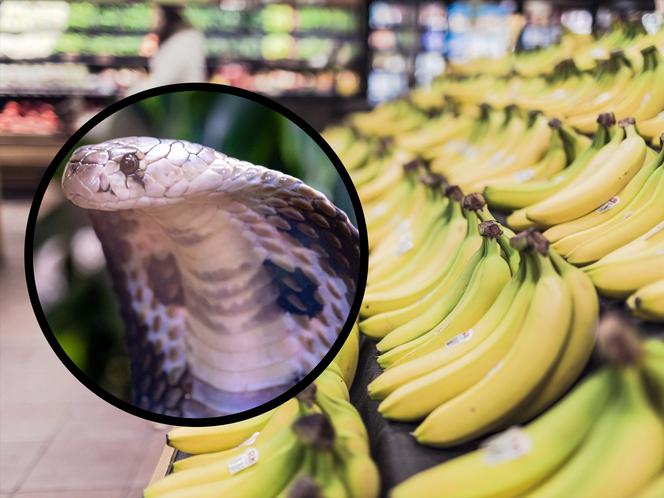 Bydgoszcz: Jadowity wąż w skrzynce z bananami? Szokująca prawda