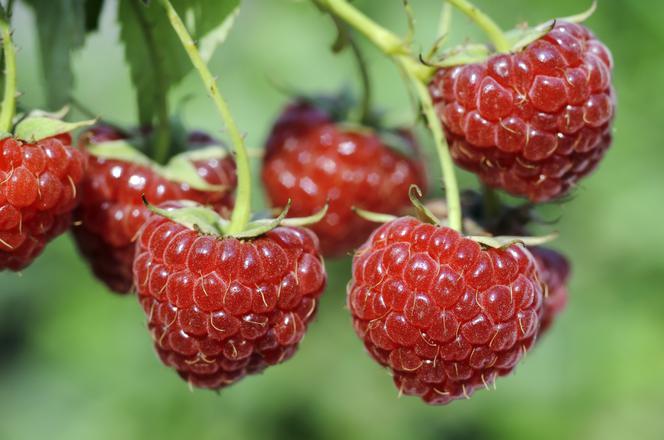 Sok z malin: na co pomaga, na co jest dobry? Dlaczego warto zrobić sok malinowy?