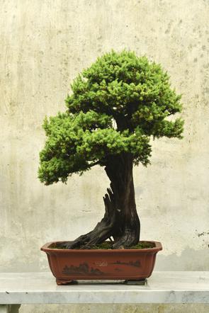 bonsai