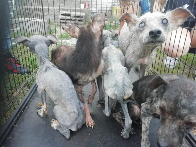 Horror pod Garwolinem! Psy żyły w ciemnościach i bały się człowieka. „Pchły zjadały je ŻYWCEM”