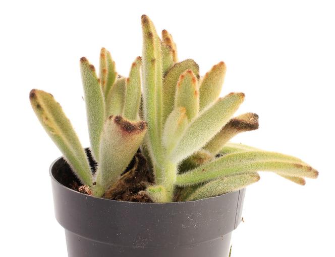 Kalanchoe tomentosa