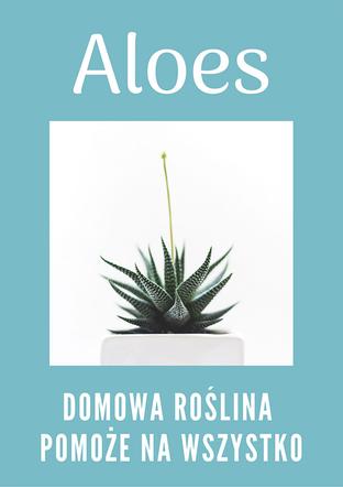 Aloes pomoże na wszystko