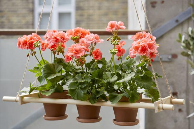 Wiszące pelargonie
