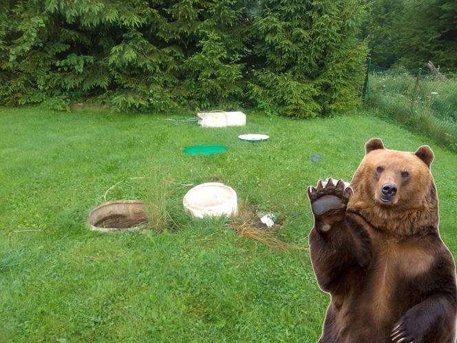 Bieszczady: Niedźwiedź splądrował leśniczówkę. Zajrzał nawet do kanalizacji!