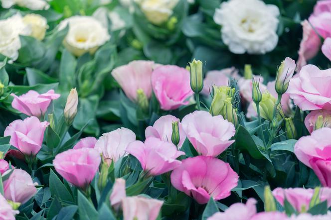 Eustoma grandiflorum