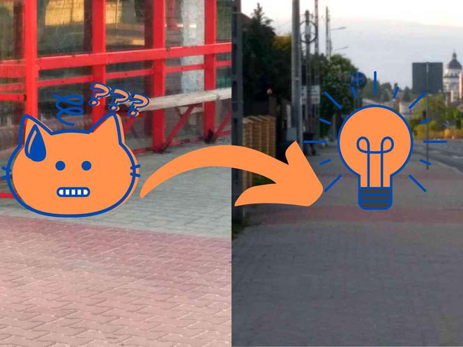 Białystok. Młody łoś przy ul. Produkcyjnej