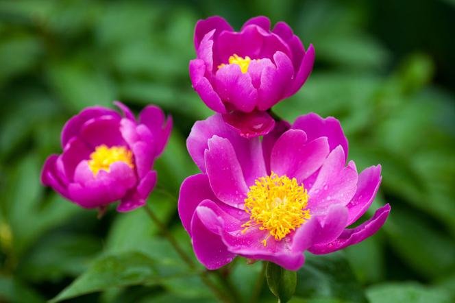 peonia