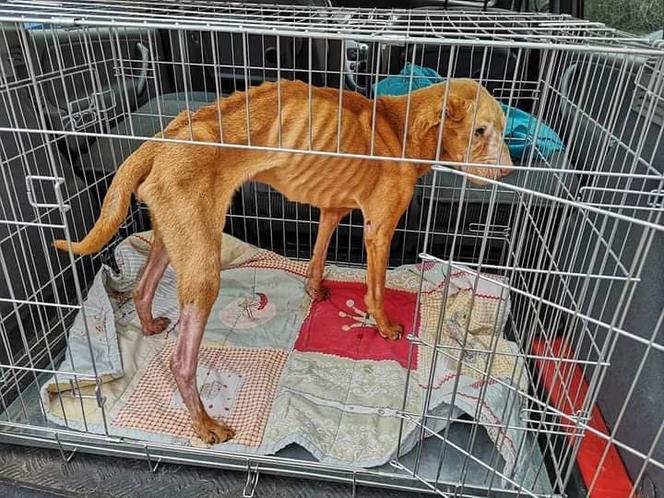 31-letni właściciel Bobika z Torunia usłyszał już zarzuty
