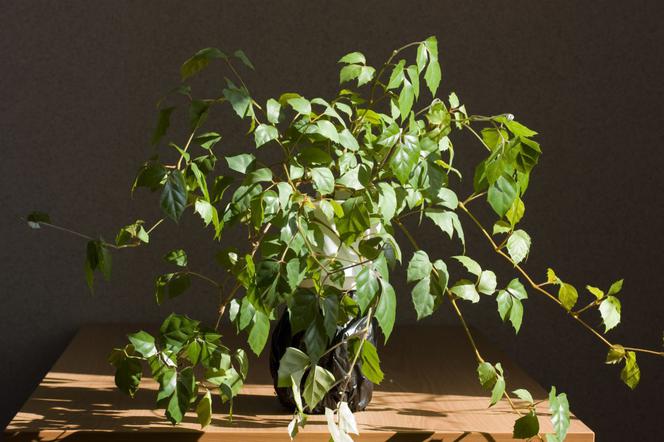 Cissus rombolistny