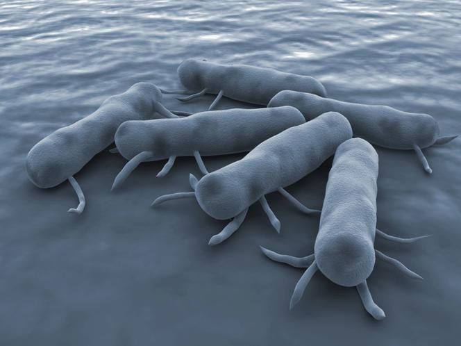Salmonella: objawy. Zatrucie pokarmowe wywołane przez SALMONELLĘ