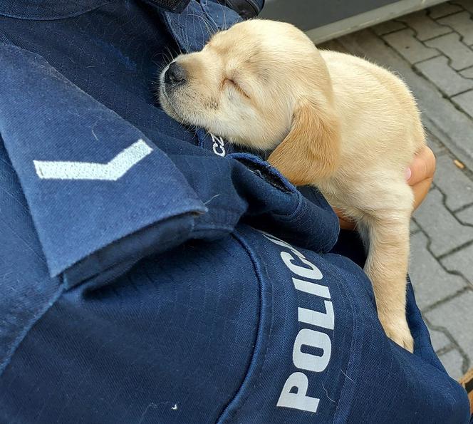 Policjanci z Kutna przygarnęli szczeniaki