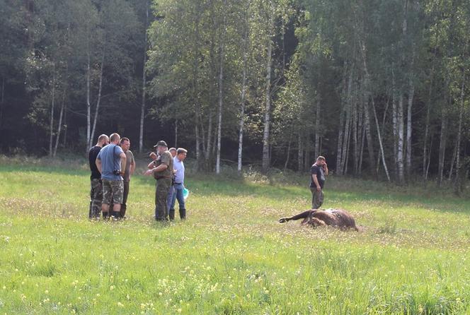 Walka żubrów na Podlasiu. Jeden z nich nie przeżył