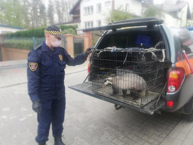 Gdynia i borsuk w wielkim mieście: Dzik na osiedlowym trawniku to już normalka