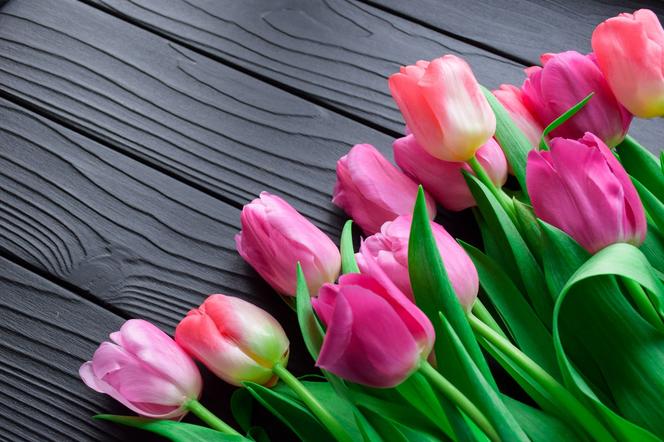 tulipany